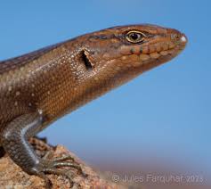 Attēlu rezultāti vaicājumam “Lycogala persicum young”
