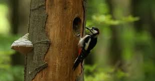 Attēlu rezultāti vaicājumam “Dendrocopos major male”