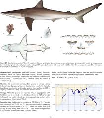 Image result for Carcharhinus