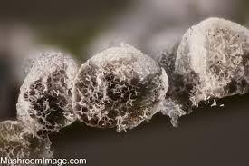 Attēlu rezultāti vaicājumam “Badhamia dubia macro”