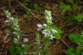 Image result for Veronica officinalis