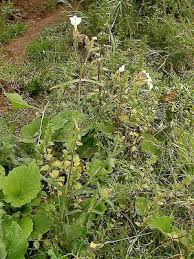 Attēlu rezultāti vaicājumam “Silene latifolia subsp. alba flower”