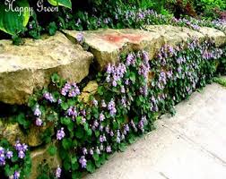 Attēlu rezultāti vaicājumam “Saxifraga cymbalaria flower”