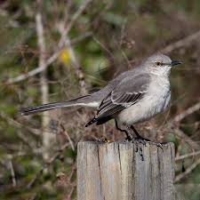 Image result for Mimus polyglottos