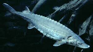 Image result for Acipenser fulvescens