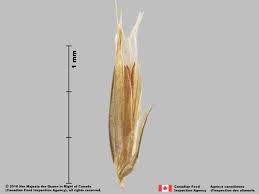 Attēlu rezultāti vaicājumam “Anthoxanthum odoratum fruit”