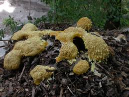 Attēlu rezultāti vaicājumam “Fuligo septica var. rufa”