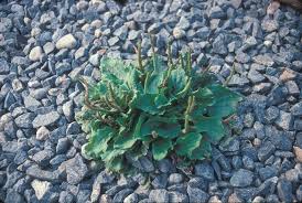 Attēlu rezultāti vaicājumam “Plantago major leaf”