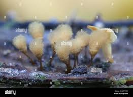 Attēlu rezultāti vaicājumam “Hemitrichia calyculata”