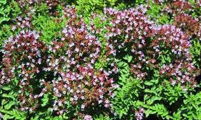Image result for Origanum majorana