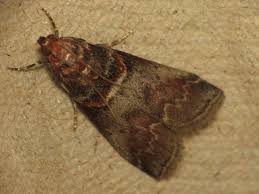 Attēlu rezultāti vaicājumam “Acrobasis advenella”