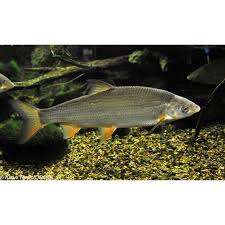 Image result for Chondrostoma nasus