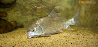 Image result for Carpiodes velifer