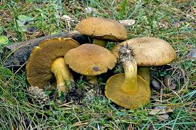 Attēlu rezultāti vaicājumam “Suillus variegatus”