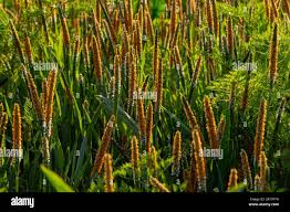 Attēlu rezultāti vaicājumam “Alopecurus aequalis”