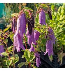 Image result for Campanula strigosa
