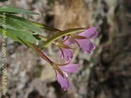 Attēlu rezultāti vaicājumam “Onagraceae”