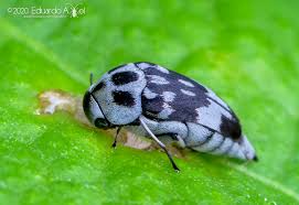 Attēlu rezultāti vaicājumam “Mordella sp.”