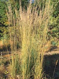 Attēlu rezultāti vaicājumam “Molinia caerulea leaf”