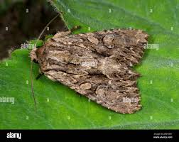 Attēlu rezultāti vaicājumam “Apamea monoglypha”