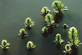 「粉綠狐尾藻」的圖片搜尋結果