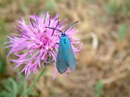 Attēlu rezultāti vaicājumam “Adscita statices”