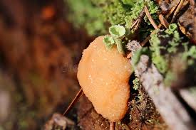 Attēlu rezultāti vaicājumam “Tubifera ferruginosa (subsp. ferruginosa) macro”
