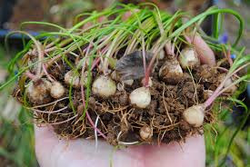 Attēlu rezultāti vaicājumam “Muscari neglectum”