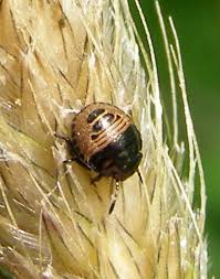 Attēlu rezultāti vaicājumam “Eurygaster testudinaria nymph”