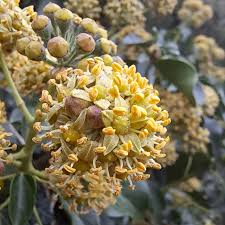 Attēlu rezultāti vaicājumam “Astragalus danicus leaf”