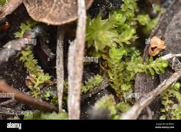Attēlu rezultāti vaicājumam “Barbilophozia lycopodioides macro”