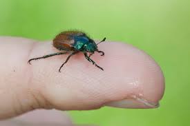 Attēlu rezultāti vaicājumam “Phyllopertha horticola imago”