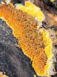 Attēlu rezultāti vaicājumam “Pseudomerulius aureus”