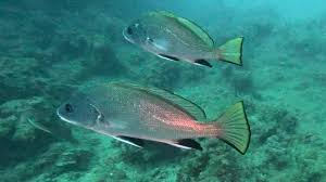 Image result for Sciaena umbra