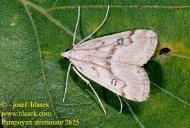 Attēlu rezultāti vaicājumam “Parapoynx stratiotata”