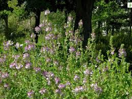 Attēlu rezultāti vaicājumam “Ononis arvensis flower”
