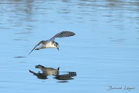 Attēlu rezultāti vaicājumam “Larus minutus”