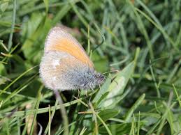 Attēlu rezultāti vaicājumam “Coenonympha glycerion”
