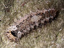 Attēlu rezultāti vaicājumam “Lymantria monacha pupa”