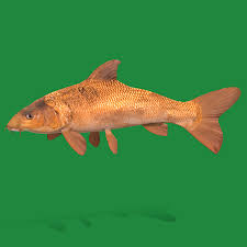 Image result for Barbus barbus