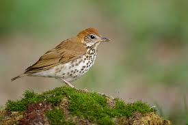 Image result for Hylocichla mustelina