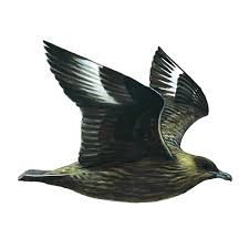 Image result for Stercorarius skua