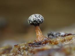 Attēlu rezultāti vaicājumam “Diderma tigrinum macro”