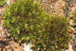 Attēlu rezultāti vaicājumam “Orthotrichum patens”