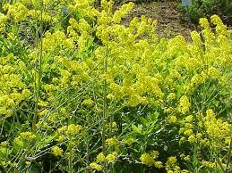 Image result for Isatis tinctoria