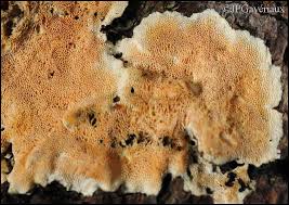 Attēlu rezultāti vaicājumam “Junghuhnia nitida”