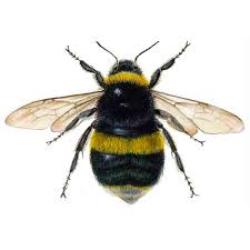 Attēlu rezultāti vaicājumam “Bombus terrestris”