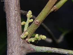 Attēlu rezultāti vaicājumam “Lamproderma pseudomaculatum stalked”