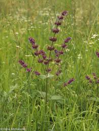 Image result for Salvia verticillata
