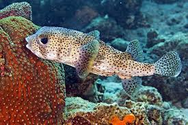 Image result for Diodon hystrix